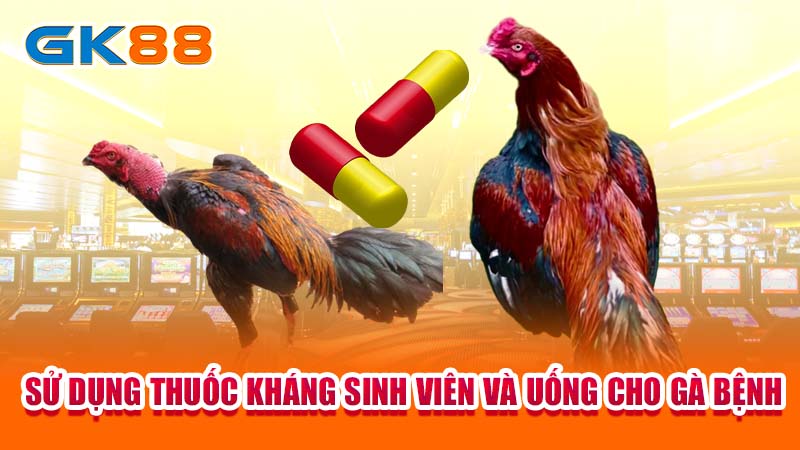 4-su-dung-thuoc-khang-sinh-vien-va-uong-cho-ga-benh-gk88