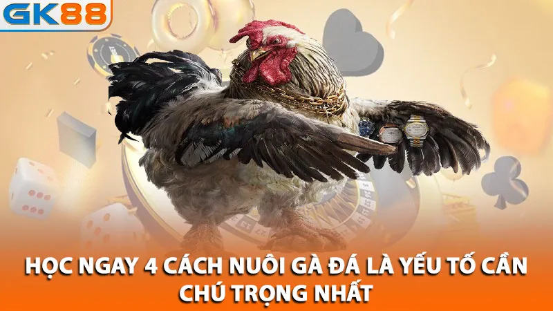 hoc-ngay-4-cach-nuoi-ga-da-la-yeu-to-can-chu-trong-nhat_11zon